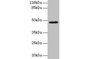 Western blot All lanes: E2F2 antibody at 2 μg/mL + 293T whole cell lysate Secondary Goat polyclonal to rabbit IgG at 1/10000 dilution Predicted band size: 48 kDa Observed band size: 48 kDa (E2F2 antibody  (AA 1-83))
