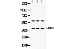 Western blot analysis of ADH5 expression in rat brain extract ( Lane 1), mouse brain extract ( Lane 2) and HEPG2 whole cell lysates ( Lane 3). (ADH5 antibody  (AA 212-374))