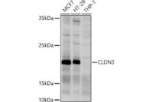 Western blot analysis of extracts of various cell lines, using CLDN3 antibody (ABIN3017039, ABIN3017040, ABIN3017041, ABIN1679261 and ABIN6219930) at 1:1000 dilution. (Claudin 3 antibody)