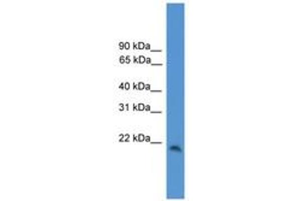 CBLN1 antibody  (C-Term)