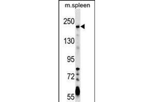 NEO1 Antibody (Center) (ABIN1538561 and ABIN2849343) western blot analysis in mouse spleen tissue lysates (35 μg/lane). (NEO1 antibody  (AA 657-685))