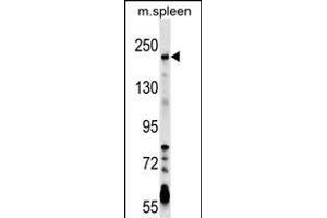 NEO1 antibody  (AA 657-685)