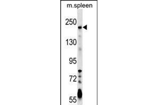 NEO1 Antikörper  (AA 657-685)