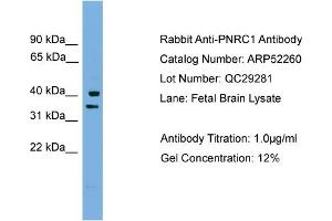 WB Suggested Anti-PNRC1  Antibody Titration: 0. (PNRC1 antibody  (Middle Region))