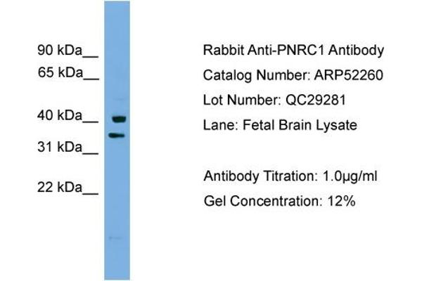 PNRC1 antibody  (Middle Region)