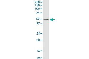 POLD2 MaxPab rabbit polyclonal antibody. (POLD2 antibody  (AA 1-469))