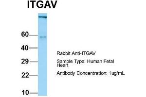 Host: Rabbit  Target Name: ITGAV  Sample Tissue: Human Fetal Heart  Antibody Dilution: 1. (CD51 antibody  (C-Term))