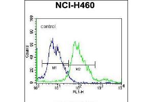 Flow cytometric analysis of NCI-H460 cells (right histogram) compared to a negative control cell (left histogram). (BEND4 antibody  (N-Term))