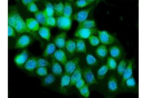 IF analysis of Caspase-5/CASP5 using anti-Caspase-5/CASP5 antibody (ABIN7599992). (CASP5 antibody  (AA 137-434))