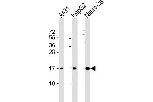 All lanes : Anti-RPL22 Antibody (C-term) at 1:2000 dilution Lane 1: A431 whole cell lysate Lane 2: HepG2 whole cell lysate Lane 3: Neuro-2a whole cell lysate Lysates/proteins at 20 μg per lane.