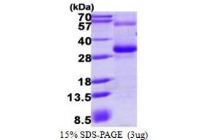 RGS17 Protein (AA 1-210) (His tag)