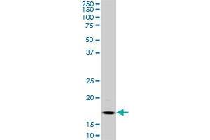 BATF monoclonal antibody (M01), clone 8A12. (BATF antibody  (AA 34-125))