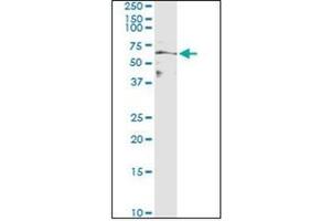 Western Blotting (WB) image for anti-Milk Fat Globule-EGF Factor 8 Protein (MFGE8) antibody (ABIN953127) (MFGE8 antibody)