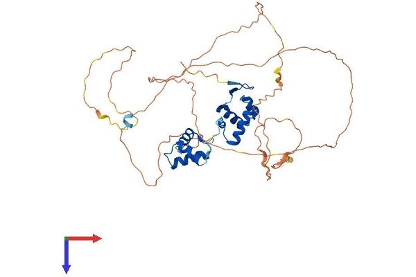 PAX8 Protein (AA 1-450) (His tag)