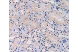 IHC-P analysis of Mouse Tissue, with DAB staining. (L1CAM antibody  (AA 882-1132))