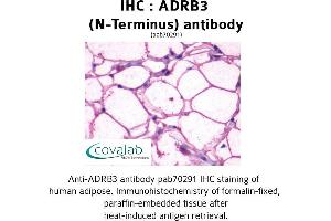 Image no. 1 for anti-Adrenergic, beta-3-, Receptor (ADRB3) (Extracellular Domain), (N-Term) antibody (ABIN1731586) (ADRB3 antibody  (Extracellular Domain, N-Term))