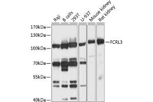 Western blot analysis of extracts of various cell lines, using FCRL3 antibody (ABIN6132037, ABIN6140559, ABIN6140561 and ABIN6214710) at 1:1000 dilution. (FCRL3 antibody  (AA 600-720))
