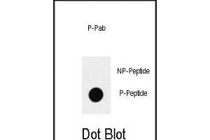 Dot blot analysis of anti-Phospho-SOX2-S83 Antibody (ABIN390034 and ABIN2839784) on nitrocellulose membrane. (SOX2 antibody  (pSer83))