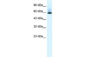 WB Suggested Anti-PAX7 Antibody Titration:  0. (PAX7 antibody  (N-Term))