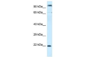 Western Blot showing POLR3GL antibody used at a concentration of 1.
