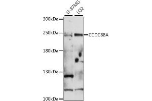 Western blot analysis of extracts of various cell lines, using CCDC88A antibody (ABIN7266446) at 1:1000 dilution. (Girdin antibody  (AA 1571-1870))