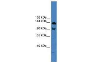 Image no. 1 for anti-Toll-Like Receptor 8 (TLR8) (C-Term) antibody (ABIN6745430) (TLR8 antibody  (C-Term))