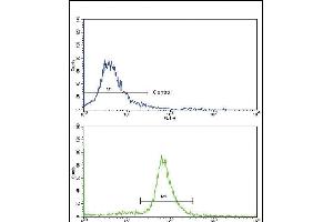 Flow cytometric analysis of ATDC5 cells using OTC Antibody (Center)(bottom histogram) compared to a negative control (top histogram). (OTC antibody  (AA 71-98))