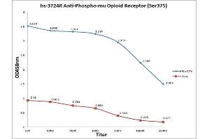 Antigen: Phospho Mu Opioid Receptor (blue line), 0. (Mu Opioid Receptor 1 antibody  (pSer375))