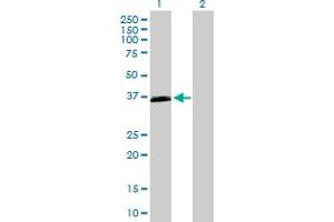 Western Blot analysis of OXER1 expression in transfected 293T cell line by OXER1 MaxPab polyclonal antibody. (OXER1 antibody  (AA 1-423))