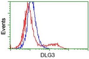 HEK293T cells transfected with either RC210860 overexpress plasmid (Red) or empty vector control plasmid (Blue) were immunostained by anti-DLG3 antibody (ABIN2454056), and then analyzed by flow cytometry. (DLG3 antibody)