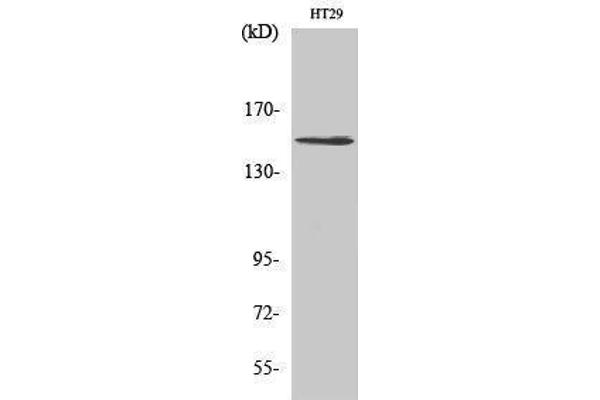 USP42 antibody  (Internal Region)