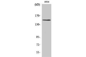 USP42 anticorps  (Internal Region)
