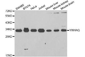Western blot analysis of extracts of various cell lines, using YWHAQ antibody (ABIN5971388) at 1/1000 dilution. (14-3-3 theta antibody)