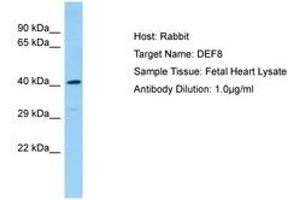 Image no. 1 for anti-Differentially Expressed in FDCP 8 Homolog (DEF8) (AA 66-115) antibody (ABIN6750176)