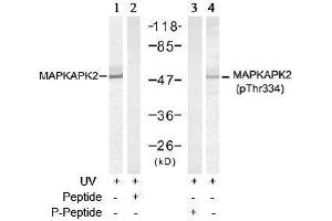 Image no. 3 for anti-Mitogen-Activated Protein Kinase-Activated Protein Kinase 2 (MAPKAPK2) (pThr334) antibody (ABIN197079) (MAPKAP Kinase 2 antibody  (pThr334))