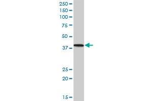 PNMA1 MaxPab polyclonal antibody. (PNMA1 antibody  (AA 1-353))