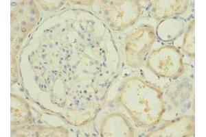 Immunohistochemistry of paraffin-embedded human kidney tissue using ABIN7163068 at dilution of 1:100 (PBLD1 antibody  (AA 11-288))