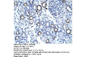 Human kidney (Membralin antibody  (Middle Region))