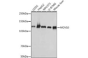 Western blot analysis of extracts of various cell lines, using MOV10 Rabbit mAb (ABIN7268678) at 1:1000 dilution. (MOV10 antibody)