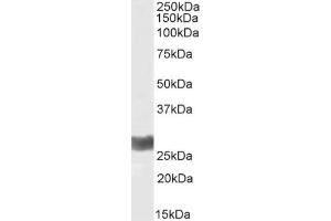 Western Blot using anti-IFN gamma antibody D9D10. (Recombinant Interferon gamma antibody)