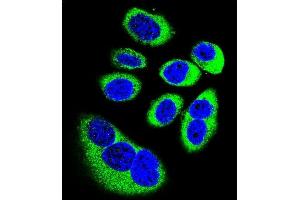 Confocal immunofluorescent analysis of GOT1L1 Antibody (C-term) (ABIN655744 and ABIN2845190) with U-251MG cell followed by Alexa Fluor 488-conjugated goat anti-rabbit lgG (green). (GOT1L1 antibody  (C-Term))