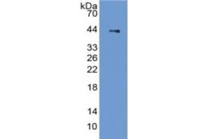 Rabbit Capture antibody from the kit in WB with Positive Control: Sample Rat Stomach lysate. (PGC ELISA Kit)