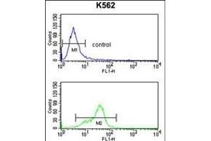 MF Antibody (C-term) (ABIN391487 and ABIN2841455) flow cytometry analysis of K562 cells (bottom histogram) compared to a negative control cell (top histogram).