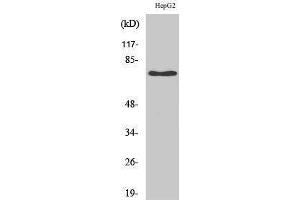 Western Blotting (WB) image for anti-Nerve Growth Factor Receptor (NGFR) (Internal Region) antibody (ABIN3185897) (NGFR antibody  (Internal Region))