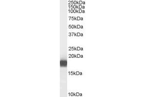 ABIN238555 (0. (PLA2G1B antibody  (C-Term))