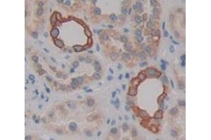 Figure. (FMO1 antibody  (AA 2-271))
