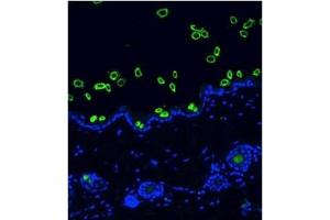 Image no. 1 for anti-Keratin Hair Cortex antibody (ABIN108614) (Keratin Hair Cortex antibody)