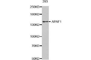 Western blot analysis of extracts of 293 cells tissue, using APAF1 antibody. (APAF1 antibody  (AA 1-250))