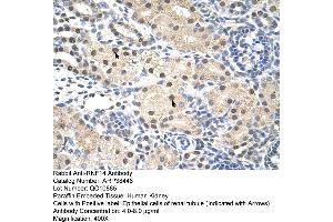 Human kidney (RNF14 antibody  (C-Term))