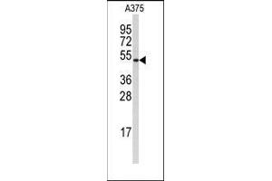 Western blot analysis of anti-Cyclin B1 Antibody in A375 cell line lysates (35ug/lane).